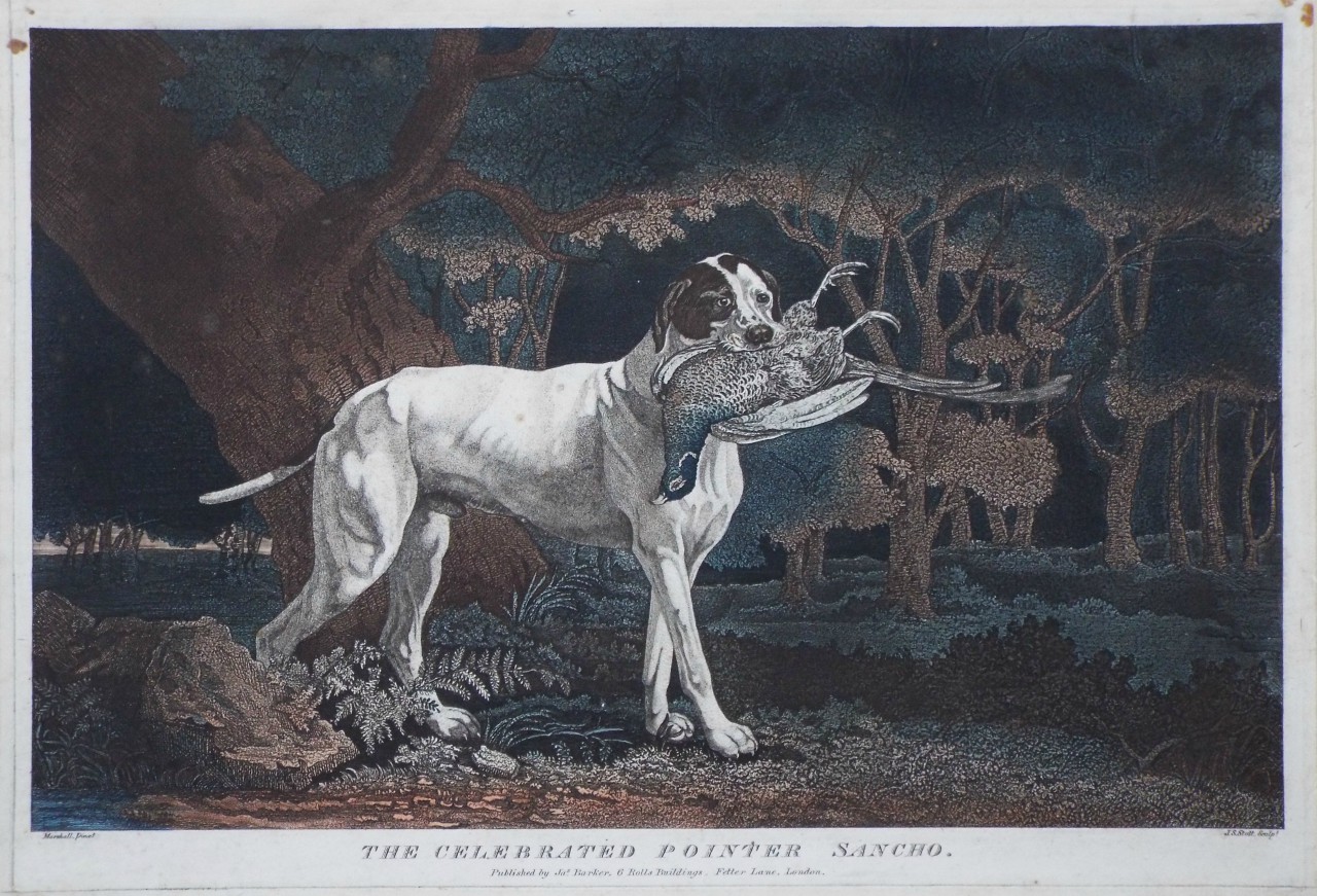 Lithograph - The Celebrated Pointer Sancho. - Scott